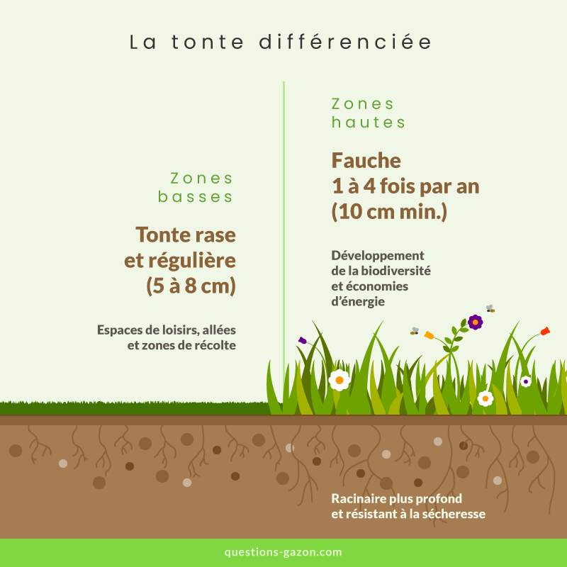 infographies tonte differenciee