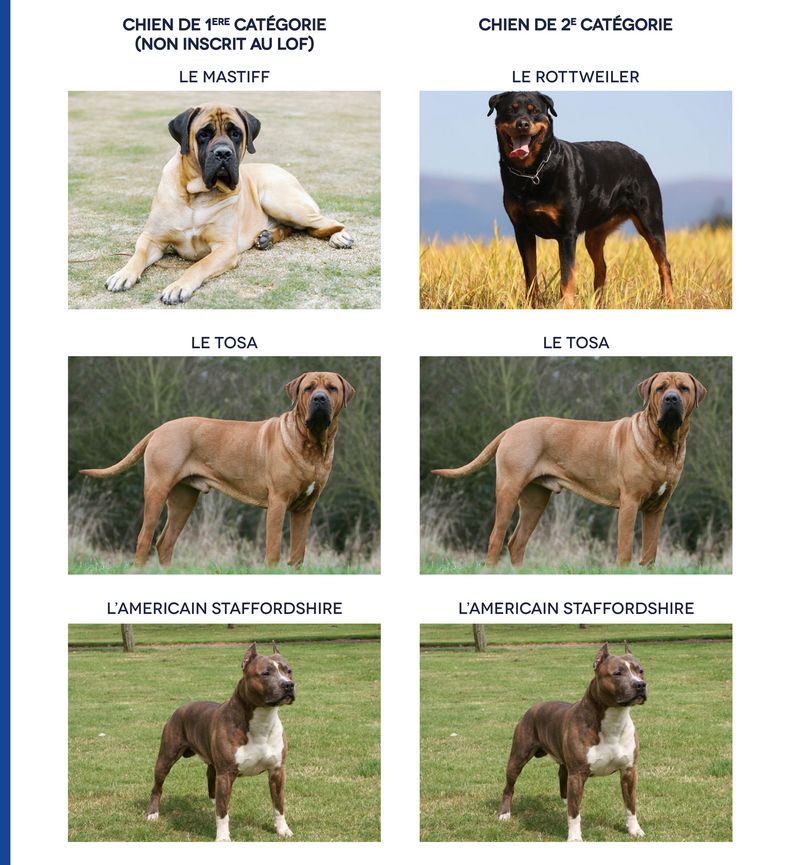 03 xbis categorie de chiens