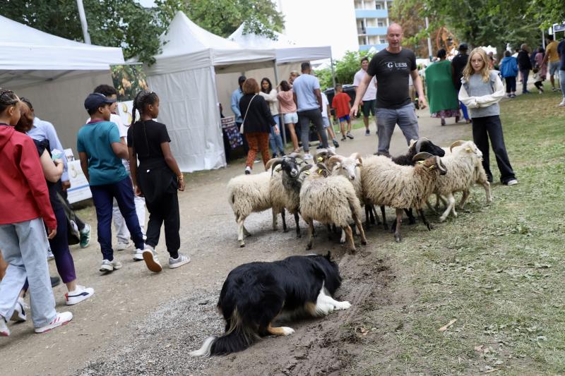 un-dimanche-a-la-campagne31-08-25IMG2799resultat