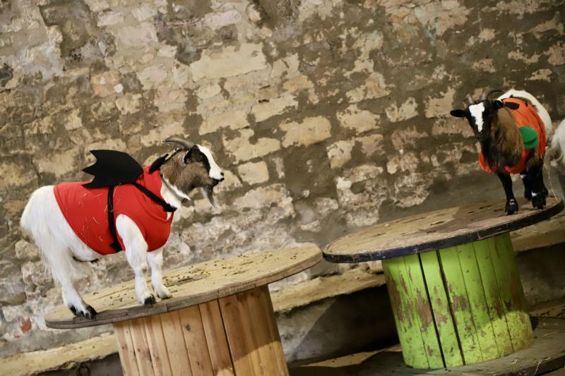 Peur-sur-la-ferme31-10-25IMG5325resultat