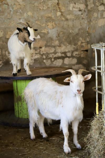 une-journee-a-la-ferme08-04-26IMG1965resultat