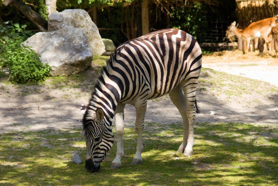 zoo52ccdtsomme_alba_bayes